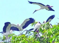 অতিথি পাখির বাসার ভাড়া দিচ্ছে সরকার!