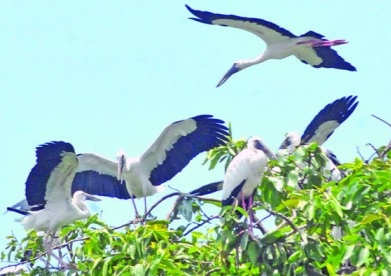 অতিথি পাখির বাসার ভাড়া দিচ্ছে সরকার!