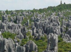 যে জঙ্গলের সব ‘গাছ’ই পাথরের!