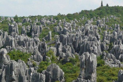 যে জঙ্গলের সব ‘গাছ’ই পাথরের!