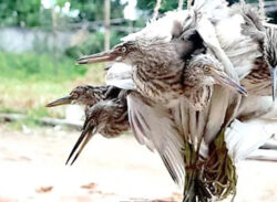 শীতে বেড়েই চলছে পাখি শিকারীর বেপরোতা!!