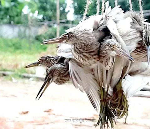 শীতে বেড়েই চলছে পাখি শিকারীর বেপরোতা!!