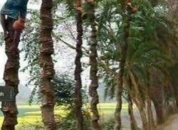 লক্ষ্মীপুরে হারিয়ে যাচ্ছে খেজুর গাছ ও রসের কারিগর।