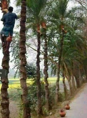 লক্ষ্মীপুরে হারিয়ে যাচ্ছে খেজুর গাছ ও রসের কারিগর।