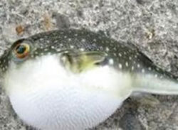 পটকা মাছ খেয়ে বউ-শ্বাশুড়ির মৃত্যু