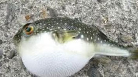 পটকা মাছ খেয়ে বউ-শ্বাশুড়ির মৃত্যু