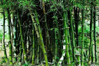 যুবকের লাশ বাঁশঝাড়ে!