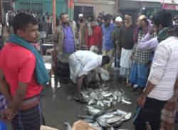 পোর্ট রোডে বরিশালের  মোকামে ইলিশসহ সব মাছের আকাল!