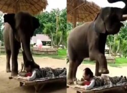 ভিডিও ভাইরাল হাতির ম্যাসাজ।