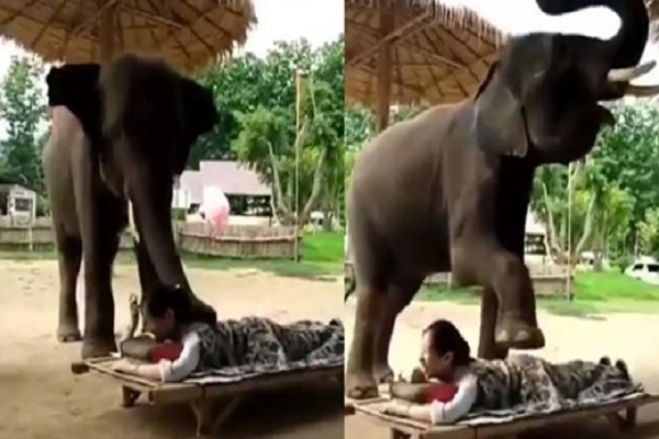 ভিডিও ভাইরাল হাতির ম্যাসাজ।