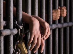 মরা গরুর মাংস বিক্রি, একজনকে এক মাসের কারাদণ্ড।