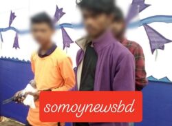 ভাড়ায় উড়ে কবুতর!