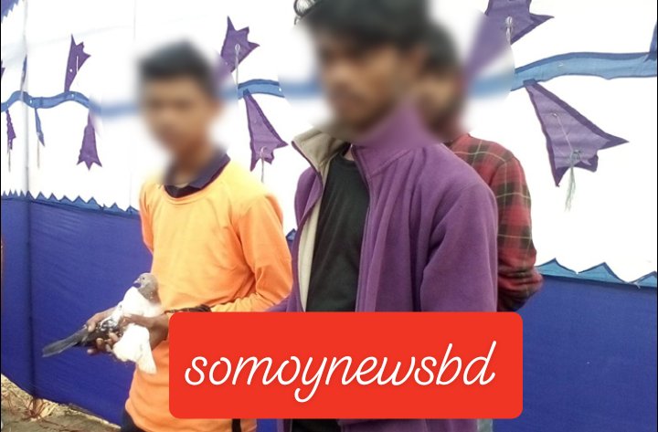 ভাড়ায় উড়ে কবুতর!