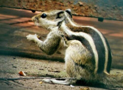 বন্ধ ক্যাম্পাসে কাঠবিড়ালির রাজত্ব!!