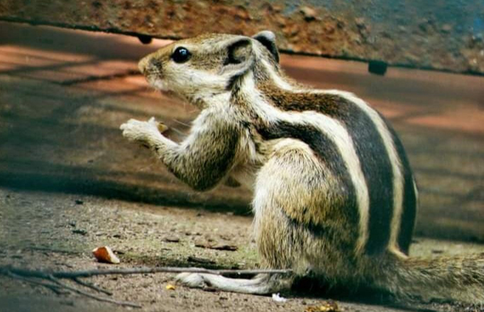 বন্ধ ক্যাম্পাসে কাঠবিড়ালির রাজত্ব!!