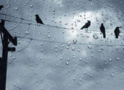 বৃষ্টির পূর্বাভাস বজ্রসহ গুঁড়ি গুঁড়ি