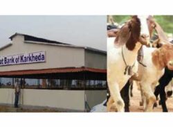 ‘ছাগল ব্যাংক’ চালু করলো ভারত !