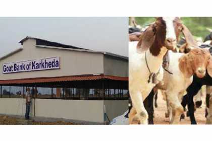 ‘ছাগল ব্যাংক’ চালু করলো ভারত !