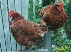 মুরগী আটকে রাখলো ২৫দিন ধরে থানায়!