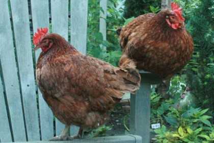 মুরগী আটকে রাখলো ২৫দিন ধরে থানায়!