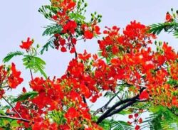 ভালোবাসার বসন্তের দিন আজ।