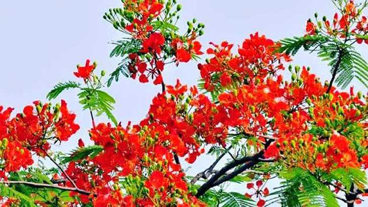 ভালোবাসার বসন্তের দিন আজ।