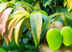 নিয়ন্ত্রণে রাখে আম পাতা, ব্লাড প্রেসার ও শ্বাস কষ্ট