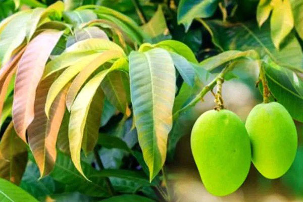 নিয়ন্ত্রণে রাখে আম পাতা, ব্লাড প্রেসার ও শ্বাস কষ্ট