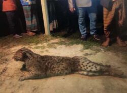 শ্রমিকের হাতে ধরা পড়ল একটি চিতা বাঘ!