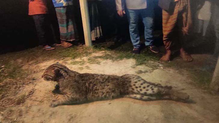 শ্রমিকের হাতে ধরা পড়ল একটি চিতা বাঘ!