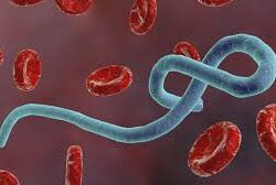 ইবোলা ভাইরাসে মহামারি ঘোষণা গিনি সরকারের