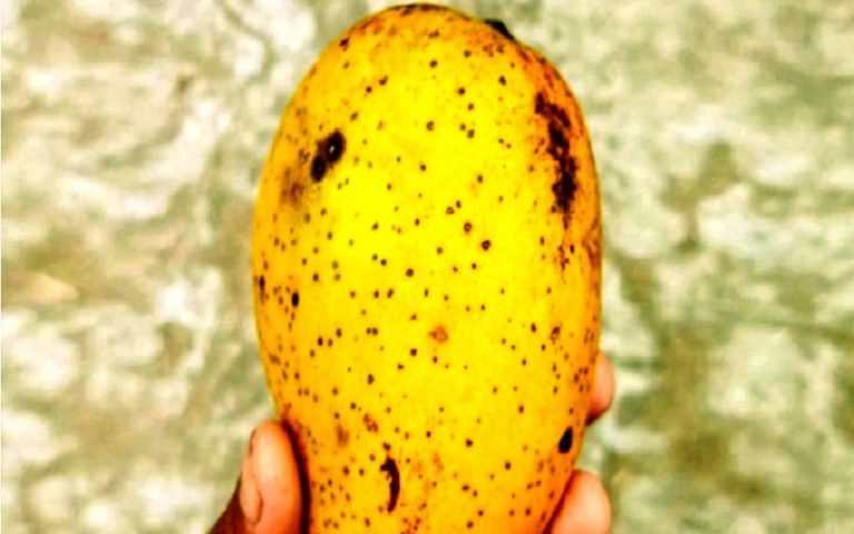 রাজশাহীতে  ‘স্বপ্নের আম’ নিয়ে ‘স্বপ্নের ঘোরে ‘ জনতা!