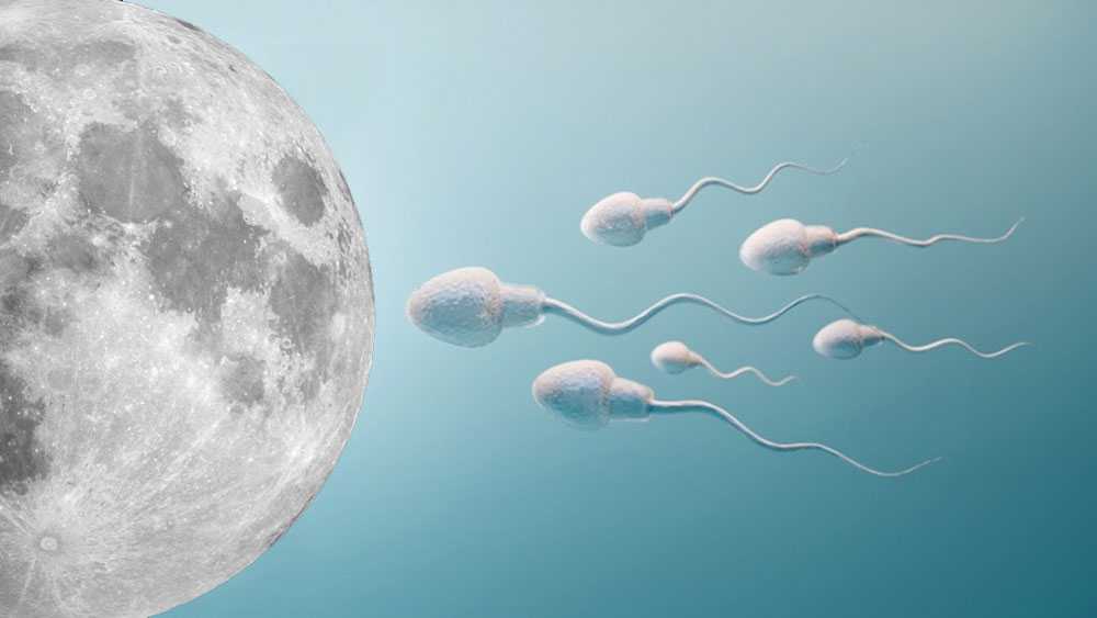 মানব সভ্যতা বাঁচাতে প্রাণীজগতের ৬০ লক্ষ ৭০ হাজার শুক্রাণু চাঁদে পাঠাতে চান বিজ্ঞানীরা