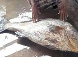 পৌনে ৩ লাখ টাকা এক পোয়া মাছের দাম!!