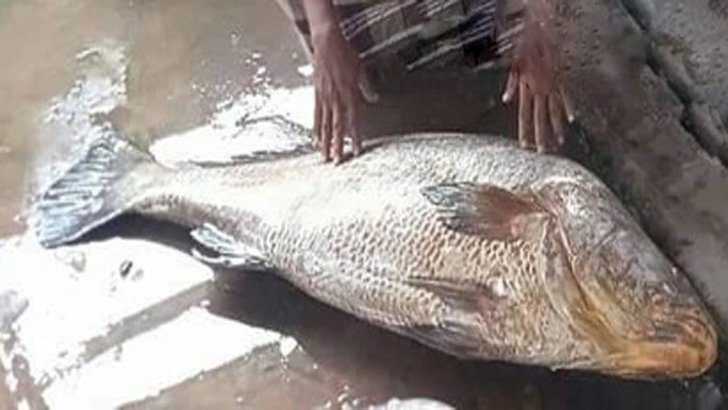 পৌনে ৩ লাখ টাকা এক পোয়া মাছের দাম!!