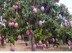 রাজশাহীর আম।