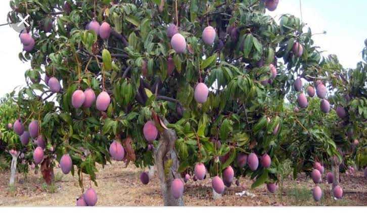 রাজশাহীর আম।