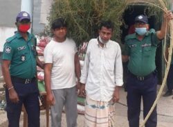 জামাই-শ্বশুর গাঁজার গাছসহ গ্রেপ্তার।