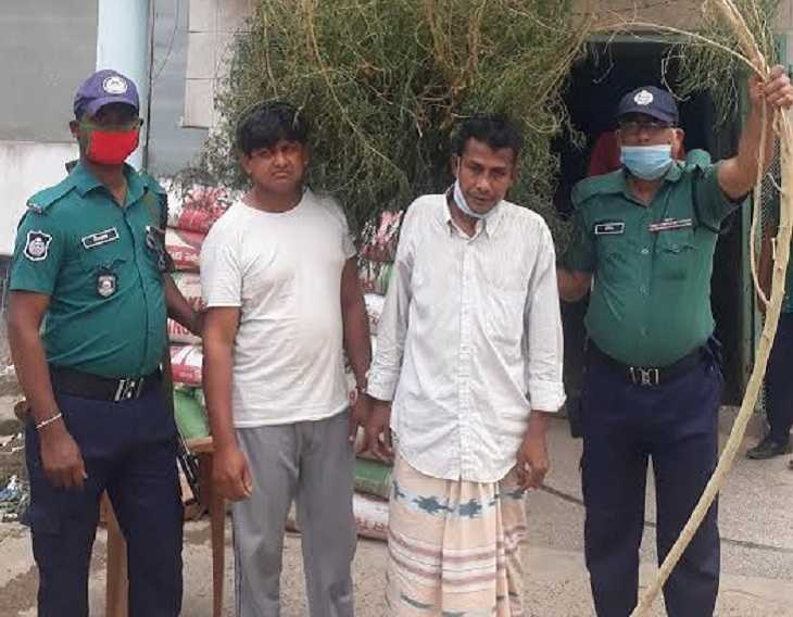 জামাই-শ্বশুর গাঁজার গাছসহ গ্রেপ্তার।