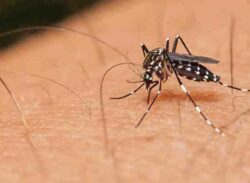 মশা থেকে বাঁচার সহজ উপায়।