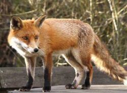 প্রকাশ্যে শিয়ালের মাংস বিক্রি।