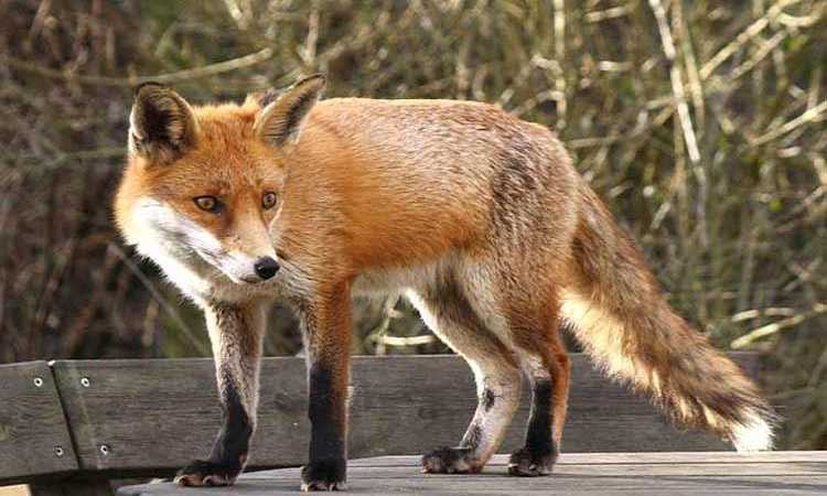 প্রকাশ্যে শিয়ালের মাংস বিক্রি।