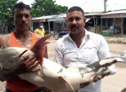 ২৫ কেজি ওজনের বাঘাইড়!