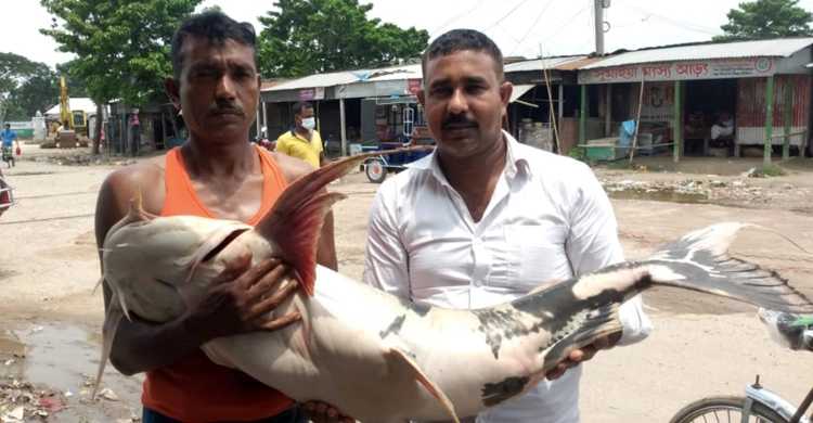 ২৫ কেজি ওজনের বাঘাইড়!