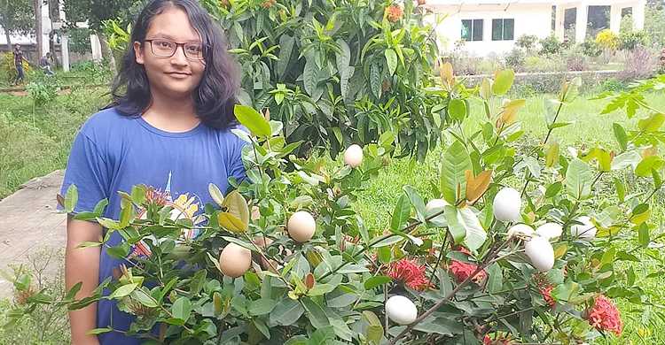 রঙ্গন গাছে ডিম ধরেছে!!