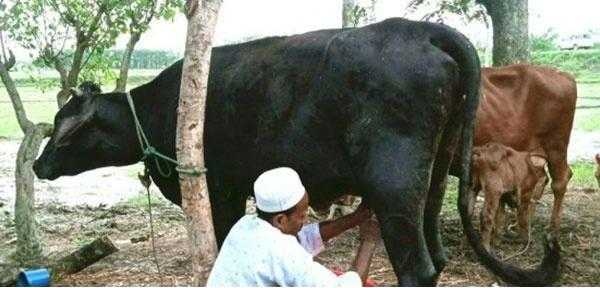 অবিশ্বাস্য ঘটনা, দুধ দিচ্ছে মাত্র ৭ মাস বয়সী গরুর বাছুর!