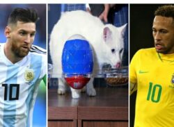 ব্রাজিল না আর্জেন্টিনা কে চ্যাম্পিয়ন হবে তার ভবিষ্যৎদ্বাণী করে দিলো জ্যোতিষ বিড়াল অ্যাকিলিস