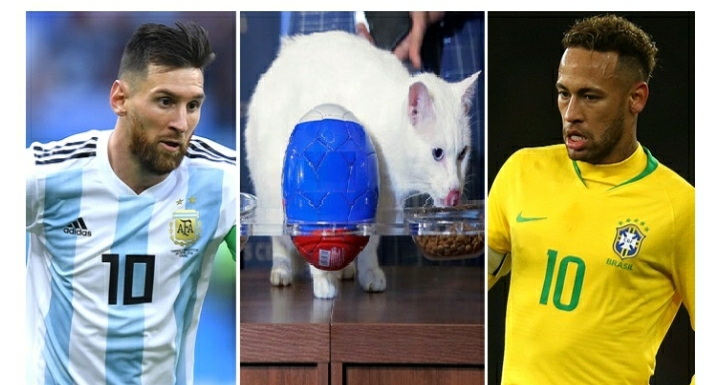 ব্রাজিল না আর্জেন্টিনা কে চ্যাম্পিয়ন হবে তার ভবিষ্যৎদ্বাণী করে দিলো জ্যোতিষ বিড়াল অ্যাকিলিস