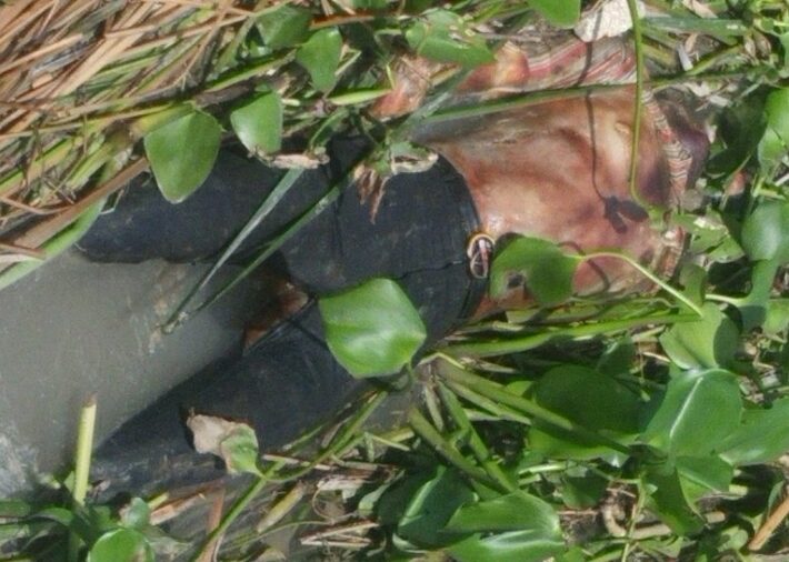 কীর্তনখোলা নদী থেকে অজ্ঞাতনামা এক যুবকের লাশ উদ্ধার।