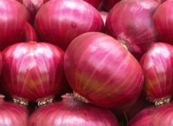 প্রাণঘাতী সংক্রমণ ছড়াচ্ছে পেঁয়াজ